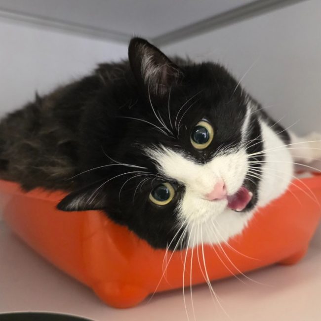 Praline - Chat Européen à adopter