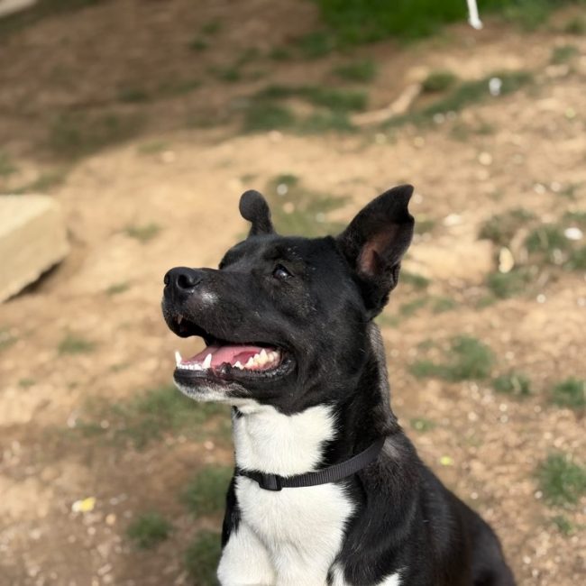 Tyson