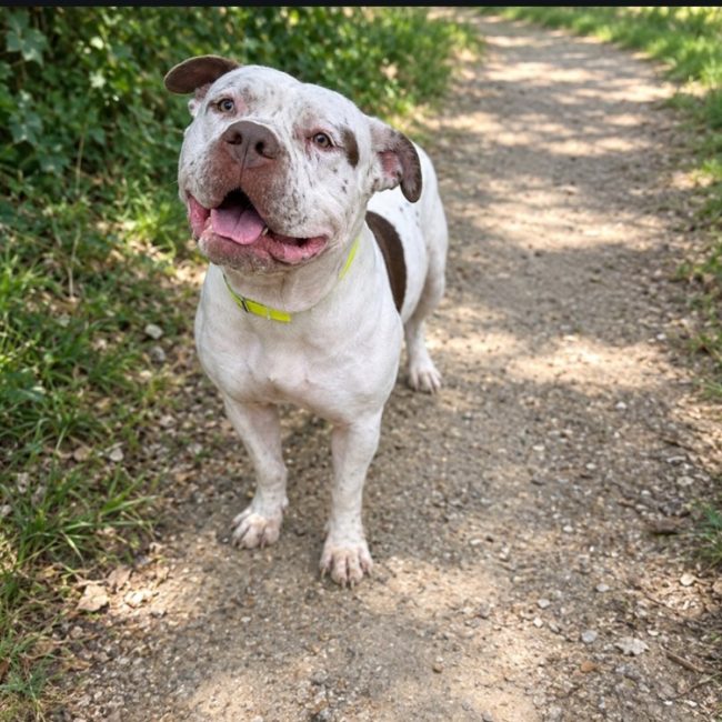Zair - Chien à adopter