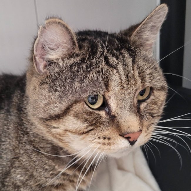 Jose - Chat Européen à adopter