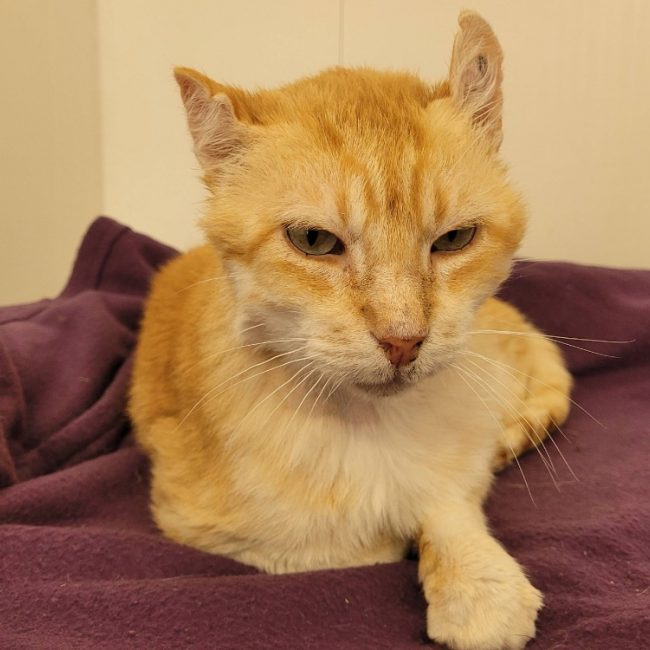 Sylvio - Chat Européen à adopter