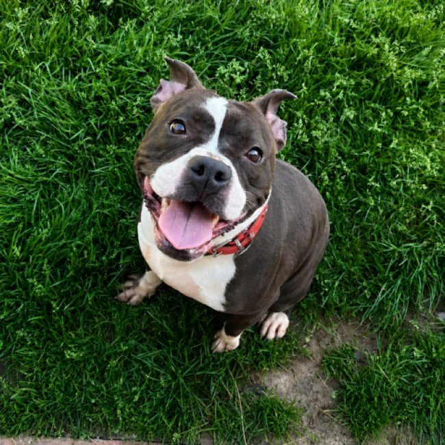 Vivi - Chien à adopter