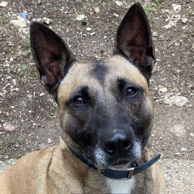 Bella - Chien à adopter