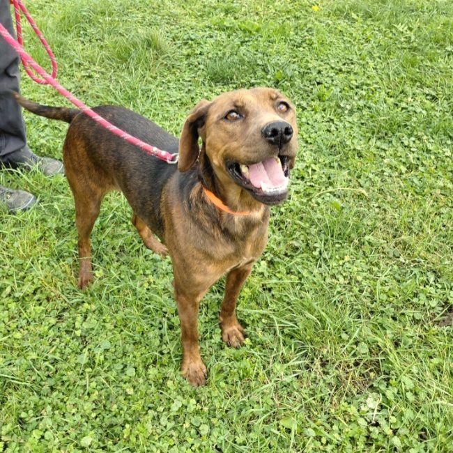 Mousse - Chien à adopter