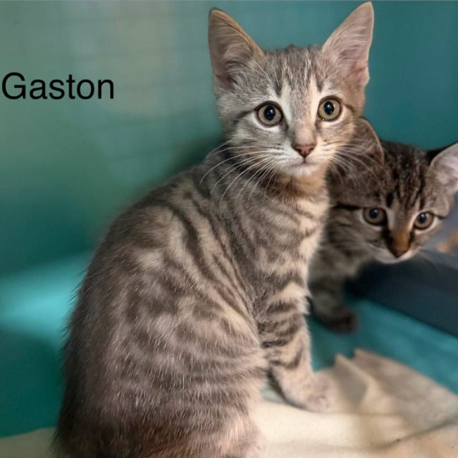 Gaston