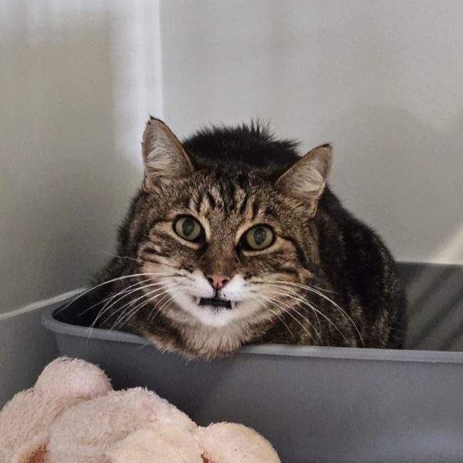 Tigrou - Chat Européen à adopter