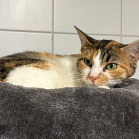 Nala - Chat Européen à adopter