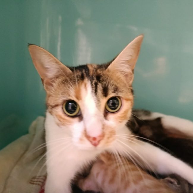 Nala - Chat Européen à adopter
