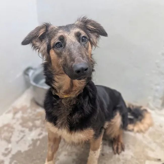 Luky - Chien à adopter