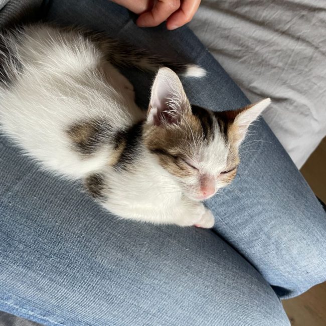 Photo de Riton issue de son annonce d'adoption sur Animaux.fr