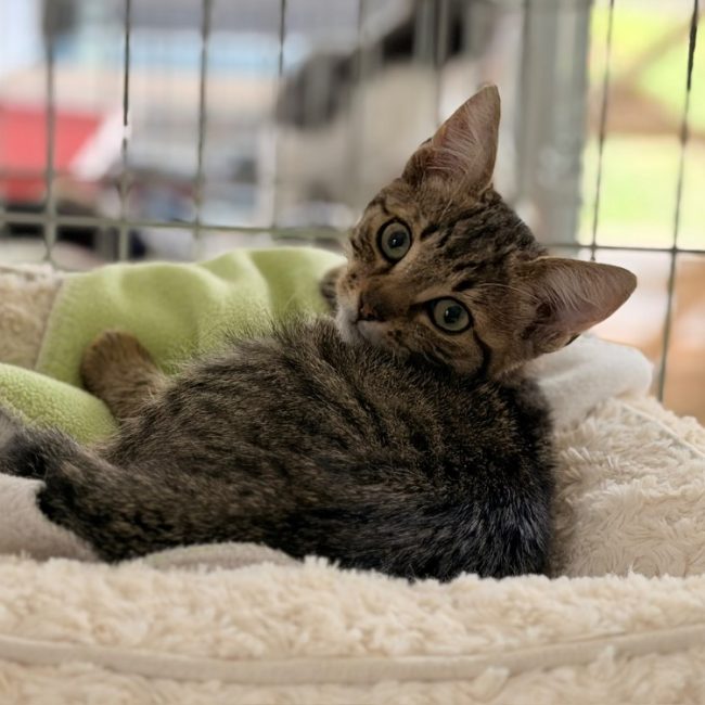Conan - Chat Européen à adopter