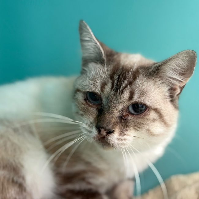 Cocotte - Chat Européen à adopter