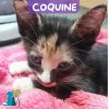 COQUINE