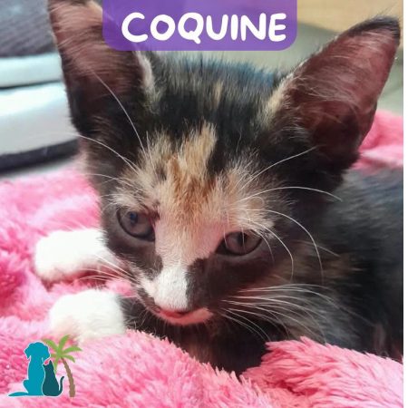 COQUINE - Chat Européen à adopter