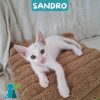 SANDRO