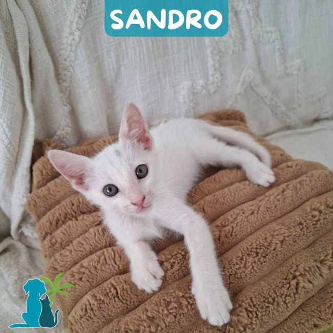 SANDRO - Chat Européen à adopter