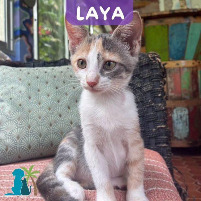 LAYA - Chat Européen à adopter