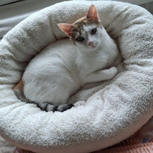 NEIGE - Chat à adopter