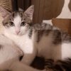 Bowie