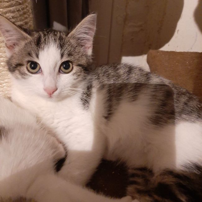 Photo de Bowie issue de son annonce d'adoption sur Animaux.fr