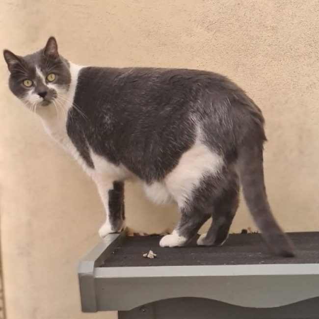 Tom - Chat à adopter