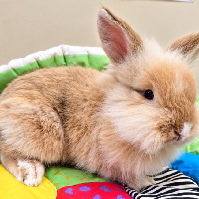 Pompom - Rongeur Lapin à adopter