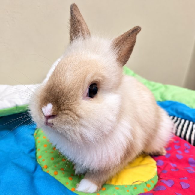 Muffin - Rongeur Lapin à adopter