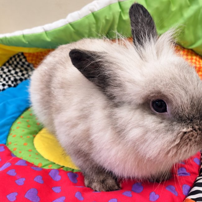 Kitkat - Rongeur Lapin à adopter