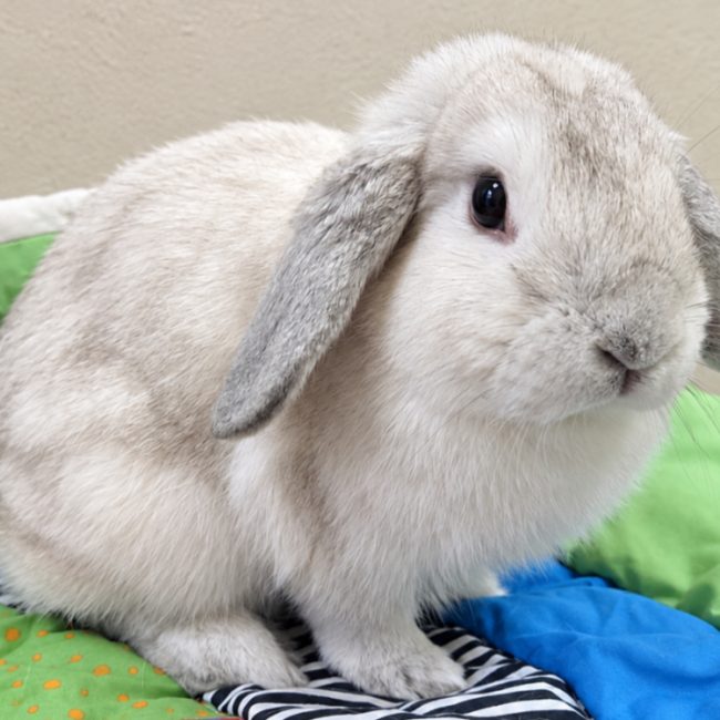 Pampille - Rongeur Lapin à adopter