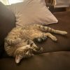 Kittie 