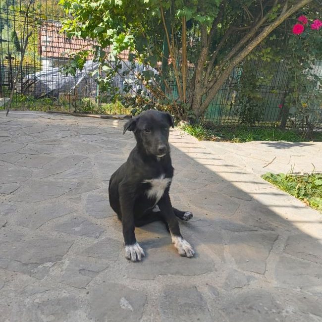 Airelle - Chien à adopter