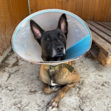 Sango - Chien Berger Belge Malinois à adopter