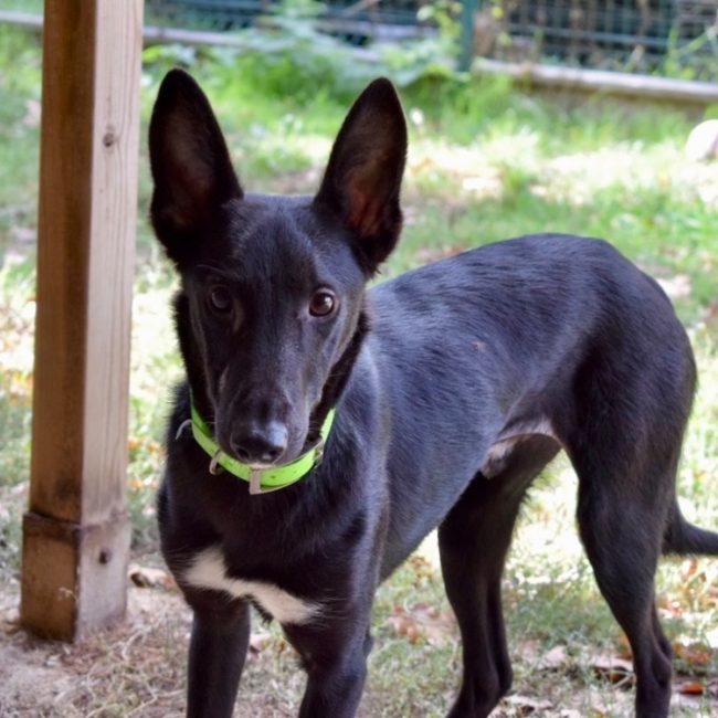 Ozzi - Chien à adopter