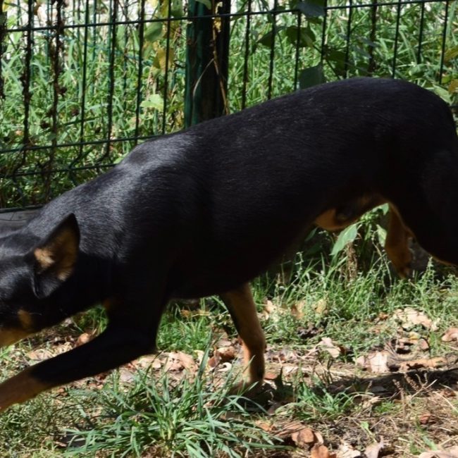 Odin - Chien à adopter