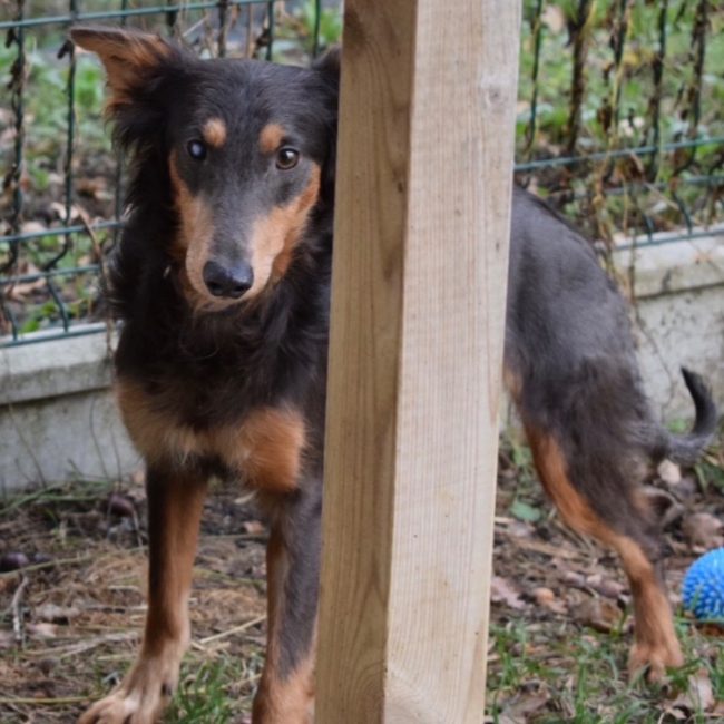 Olaf - Chien à adopter