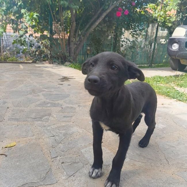 Mure - Chien à adopter