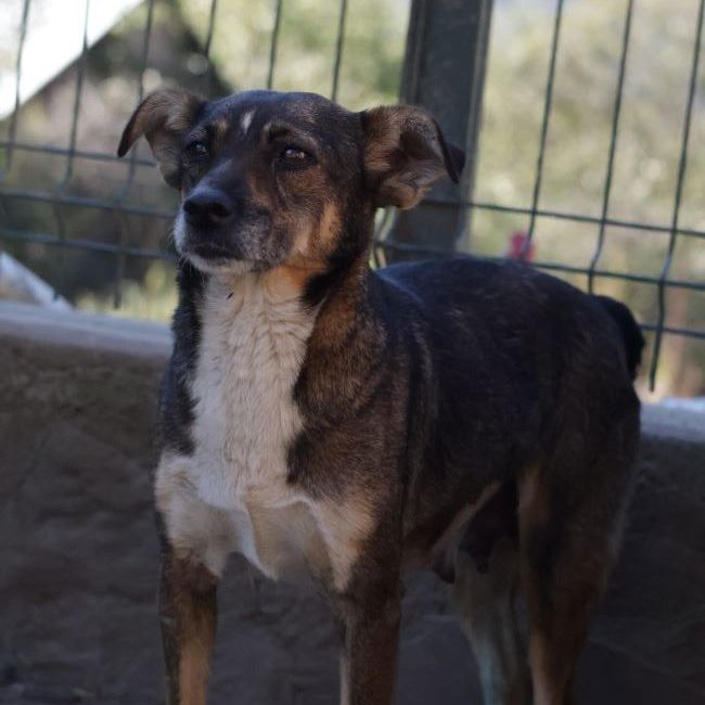 Nutella - Chien à adopter