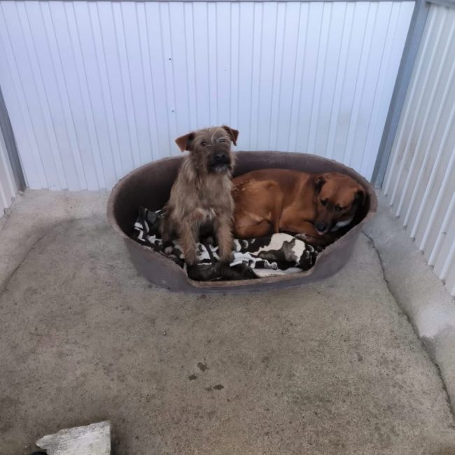 Mickey - Chien à adopter