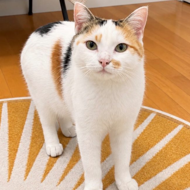 Bibo - Chat Européen à adopter