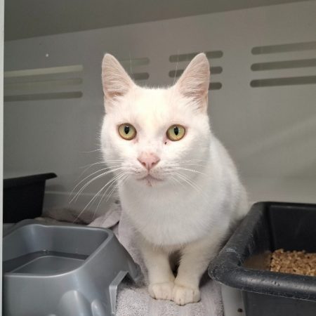 Flocon - Chat Européen à adopter