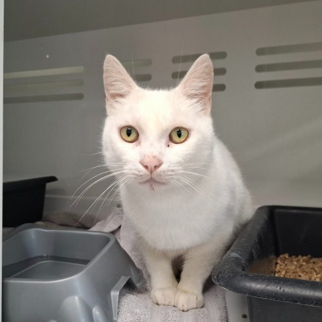 Flocon - Chat Européen à adopter