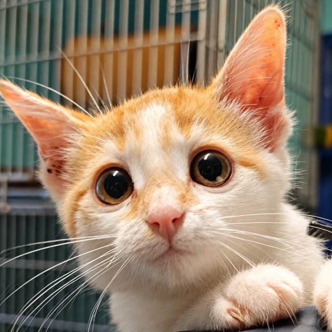 Melon - Chat Européen à adopter