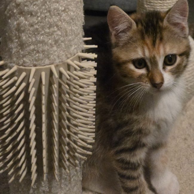 Rossa - Chat Européen à adopter