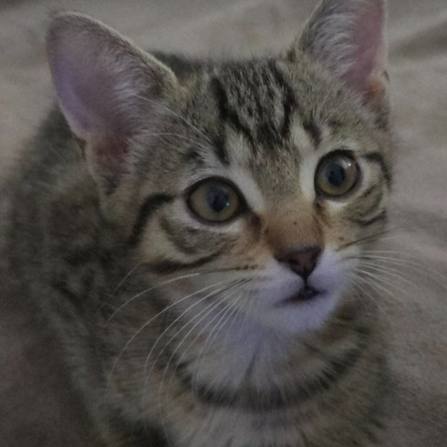 Tigresse - Chat Européen à adopter