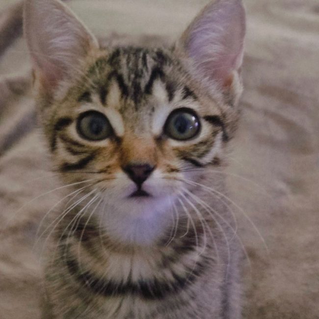 Yuki - Chat Européen à adopter