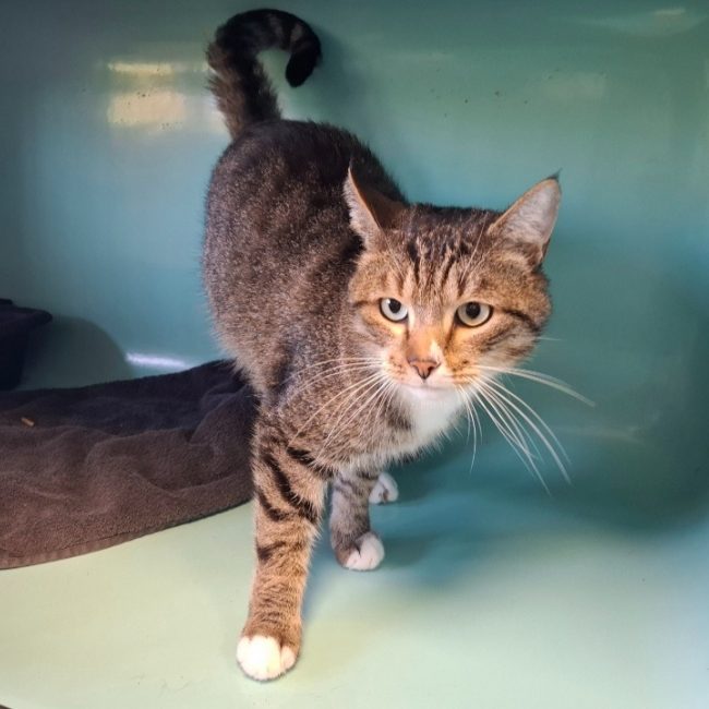 Bruss - Chat Européen à adopter