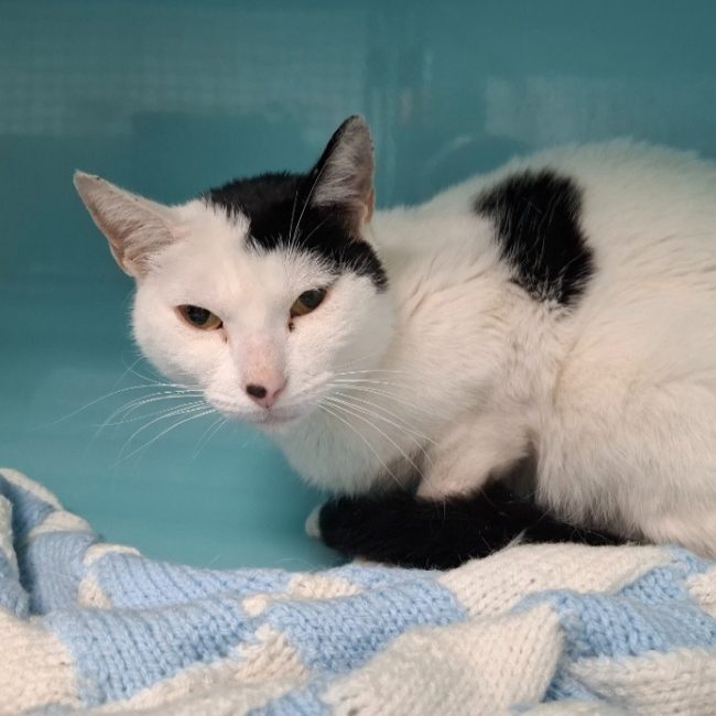 Babouche - Chat Européen à adopter