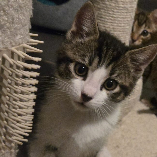 Stanley - Chat Européen à adopter