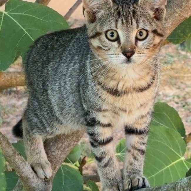 Bella - Chat Européen à adopter