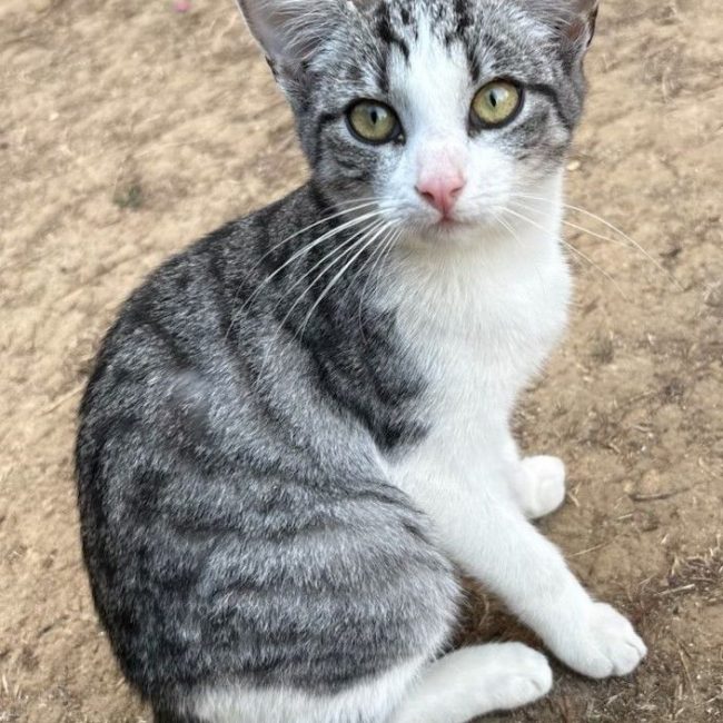 Nougat - Chat Européen à adopter